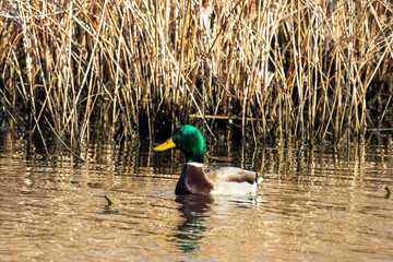 Obraz premium duck on the lake