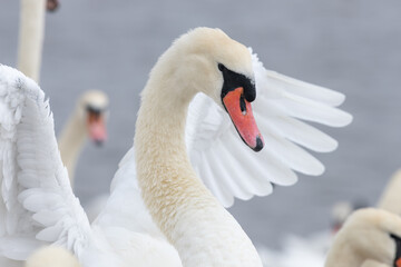 Obraz premium Close up of a mute swan (cygnus olor)