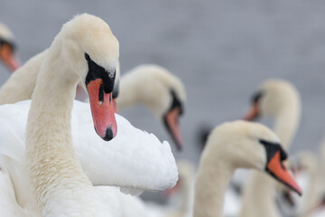 Obraz premium Close up of mute swans (cygnus olor) in the water