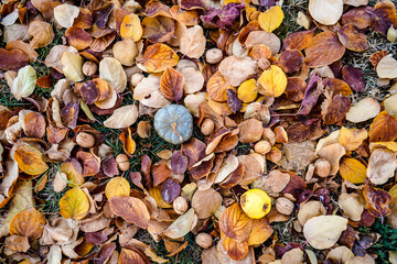 Green baby pumpkin, yellow quince and walnuts in shell on the brown dried leaves, top view