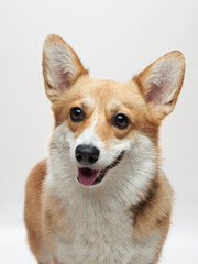funny happy dog with open mouth. Welsh Corgi Pembroke smile on a green background.