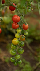 cherry tomatoes with a branch grow on the bush, red yellow and green on the street
