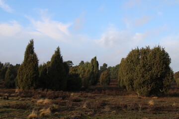 Juniper trees in the Lüneburg Heath