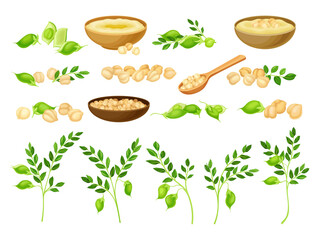 Chickpea as Annual Legume Plant with Green Stems and Proteinic Beige Peas in Bowl Big Vector Set