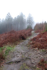 Mountain bike trails in the Teutoburg Forest | Mountainbiking close to Osnabrück in the Teutoburg Forest