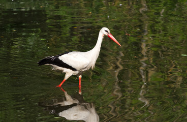 Weißkopfstorch im Teich.