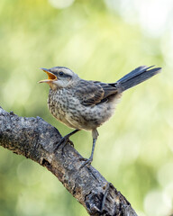 The young Chalk-browed Mockingbird or Sabia-do-campo perched on a tree. It's a typical bird from the south-central region of Brazil. Species Mimus saturninus. Birdwathching. Birding. Bird lover.