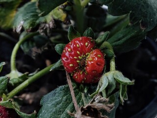 wild strawberry in the forest