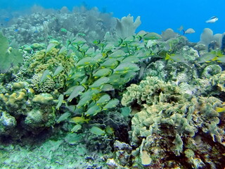 School of yellow, striped fish on the reef, off the coast of Utila, Honduras
