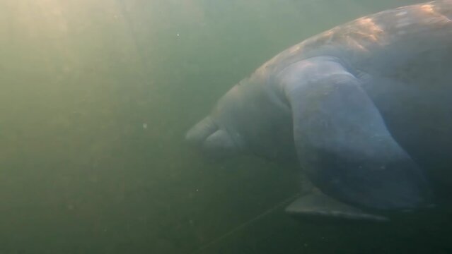 4k video of a West Indian Manatee (Trichechus manatus) in Crystal River, Florida, USA
