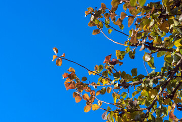 branches of an autumn tree with yellow leaves against a blue sky