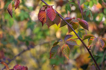 blackberry branch in autumn with leaves
