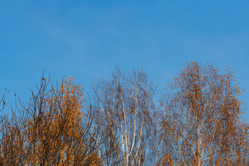 Autumn trees with yellow leaves against a blue sky