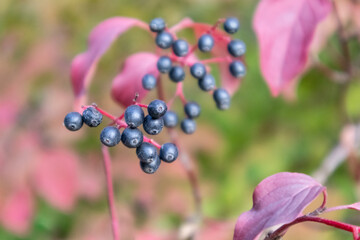 Cornus sanguinea, the common dogwood shrub dark black berries close-up with red leaves. Autumn botany with blurred green background	