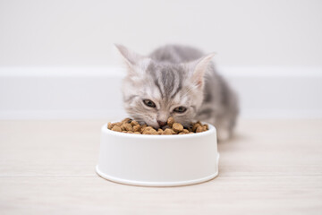 Cute gray kitten eating out of a white bowl in the kitchen. A little Scottish cat eats dry food for dinner. © deine_liebe