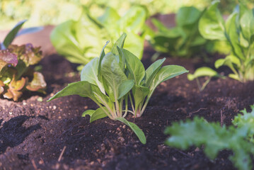 Spinach planted in an organic garden