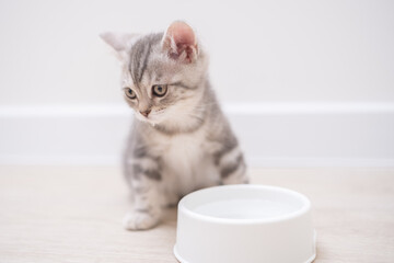 A gray Scottish kitten drinking water from a white bowl.
