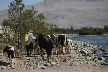 group of cows and their farmer near the river
