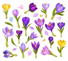Crocuses Purple and Yellow Flowers on Green Stem Big Vector Set