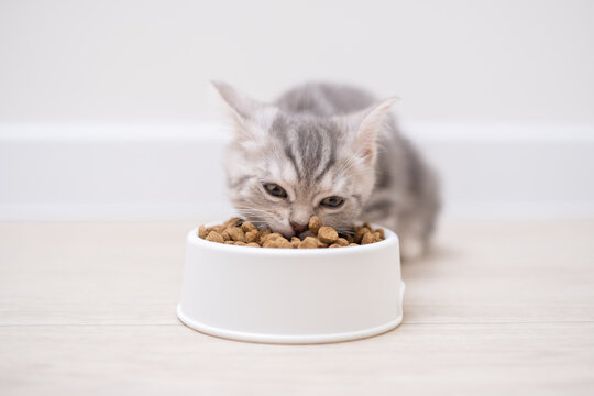 Cute gray kitten eating out of a white bowl in the kitchen. A little Scottish cat eats dry food for dinner.