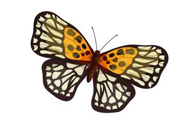 Colorful butterfly, winged insect.Vector graphics.