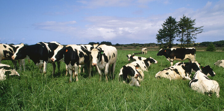 Dairy Cattle near Tillamook, Oregon, USA