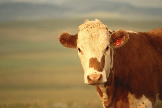 Hereford Cow, Alberta, Canada