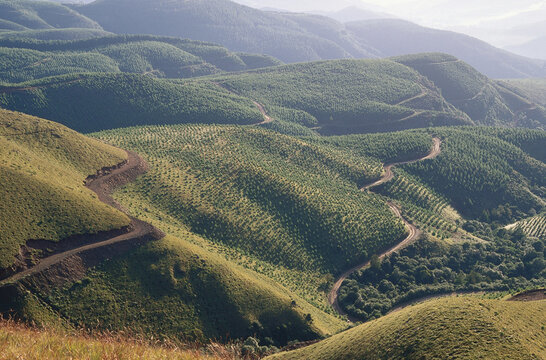 Silviculture, Long Tom Pass, Drakensberg, South Africa