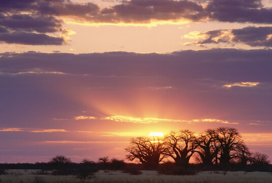 Sunset, Baines' Baobabs Nxai Pan National Park, Botswana, Africa