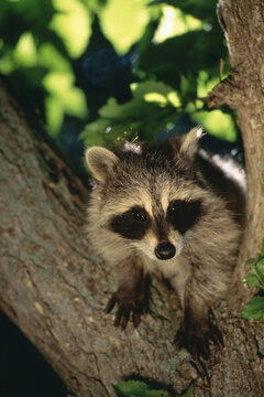 Young Raccoon in Tree, Alberta, Canada