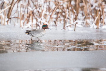 bird on the ice, duck on the ice, anas crecca,  Eurasian teal, common teal, green-winged teal
