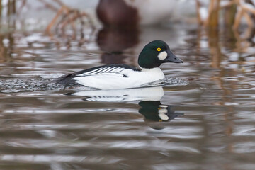 Fototapeta premium goldeneye duck on the water