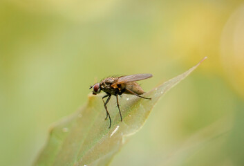 Super Macro Fly With Giant Red Eyes on Blur Green Nature Background