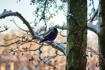 The crow sits on the branches in the winter period.