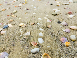 Fototapeta na wymiar shells on the beach