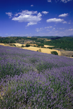 Lavender Field Near Puimichel, Provence, France
