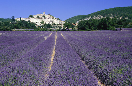 Lavender Field in Banon, Provence, France
