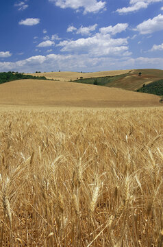 Wheat Field, Provence, France