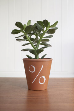 Potted Jade Plant With Percentage Sign