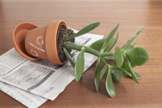 Potted Jade Plant with Percentage Sign