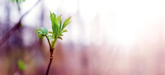 A branch of a tree with the first young green leaves in the forest in sunny weather