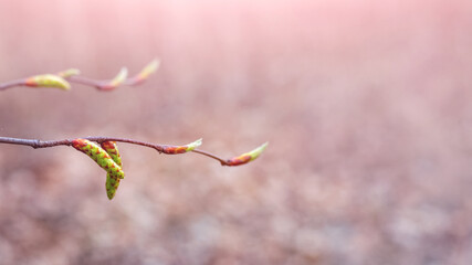 A branch of a tree with earrings in a spring forest on a blurred background