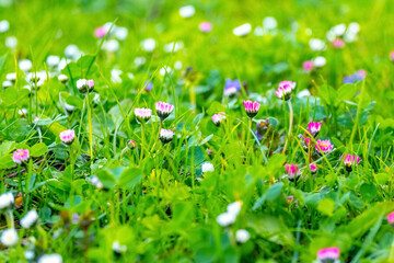 Spring background with green grass and white and pink wild flowers in sunny weather