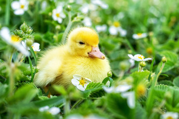 Fluffy yellow duckling in the garden among grass and strawberry flowers