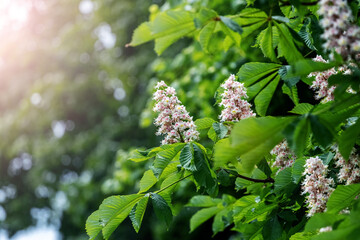 Chestnut with white flowers in sunny weather. Chestnut blossoms