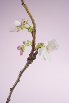 Close-up of Cherry Blossom
