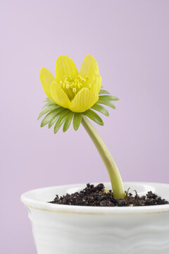 Close-up of Eranthis Hyemalis