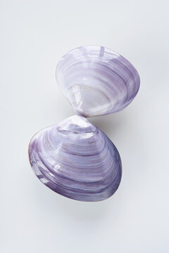 Seashells