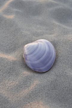 Seashell on Sand, Scharbeutz, Ostholstein, Schleswig-Holstein, Germany