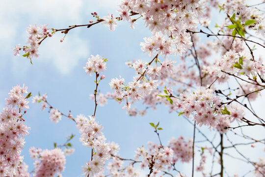 Cherry Blossoms, Hamburg, Germany